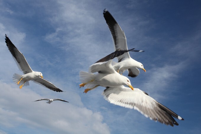 The image of seagull